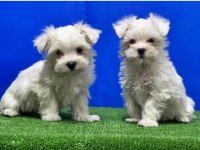 MALTESE TERRİER 11 AYLIK ERKEK 