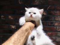 Safkan British Shorthair