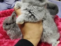 Cüce tavşan minilop ve teddy lop tavşan