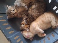 British longhair yavru