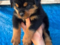 A Şecereli Rottweiler Yavrular