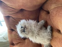 Sosyal British Longhair Kardeşler