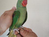 İskender Papağanı Bebek