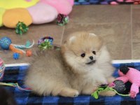 Pomeranian Boo Köpekleri