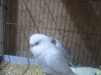 Çekoslovak muhabbet kuşlar