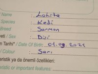 1.5 yaşında dişi sarman
