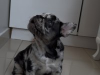 KUSURSUZ GÜZELLİKTE FRENCH BULLDOG