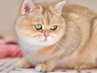 3.5 yaşında british shorthair kedisi