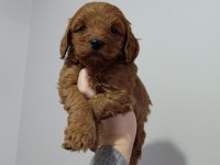 Maltipoo yavrularımız