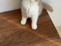 British shorthair fawn bicolor
