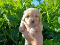 Maltipoo bebeklerim