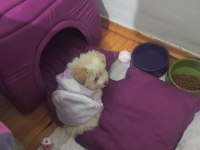 Maltipoo Yavru