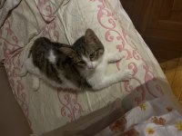 Oyuncu tekir kedisi