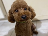Siyah inci morkie ler