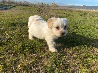 IRK VE SAĞLIK GARANTİ ORJİNAL MALTİPOO BEBEĞİMİZ