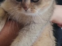 British shorthair bal küpüm