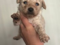 Garantili Toy Poodle Bebekler