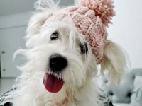 Maltese köpeğimize Sıcak bir yuva