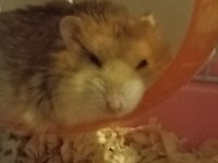 GONZALEZ HAMSTER SÜTLÜ KAHVE