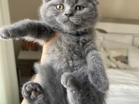 Top Kafa Scottish Fold Yavrumuz
