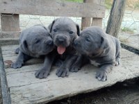 A kalite cone corso blue 2 aylık