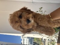 Aşılı tuvalet eğitimli Maltipoo