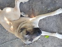 Hakikî Sivas Kangalı
