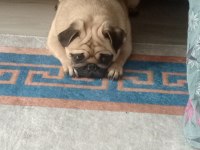 Pug köpeğimiz