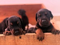 Estetikli ve estetiksiz doberman bebekler