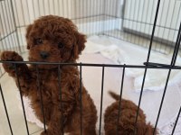 Poodle Akademiden Köpekler