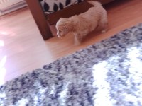 Minik maltipoo köpekler