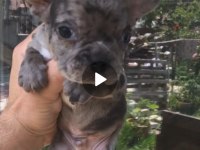 Tombik french bulldog merleler yuvadan uçmaya hazır