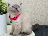 Scottish Fold Bluepoint