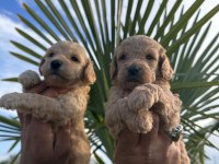 Toy Poodle Yavrularımız