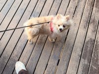 8 aylık dişi pomeranian yavrumuz