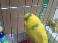 Hazır yerli takımlı muhabbet kuşu