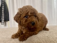 MİNİ BOY RED TOY POODLE KIZIMIZ