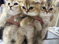 Safkan Gold Scottish Fold Yavrular Anne Baba Şecerelidir
