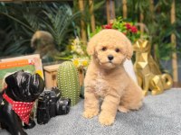 Kore Maltipoo Elden Teslim