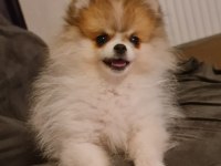 3 ay dişi pomeranian
