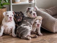 ÜST DÜZEY İNGİLİZ BULLDOG YAVRULAR