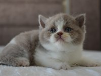 Muhteşem Safkan British Shorthair