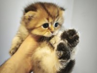 Mamaya düştüler safkan scottish fold yavrular