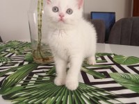 British shorthair süt beyaz