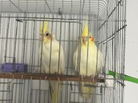 Sultan papağanı lutino hazır takim