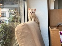 British shorthair yavru
