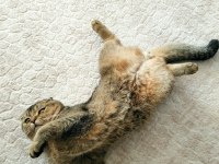 Çok uysal ve sakin scottish fold