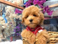 Üst vasıf maltipoo bebekler
