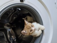 3 adet tatlı tekir bücürler