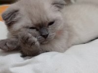 Scottish fold blue point
